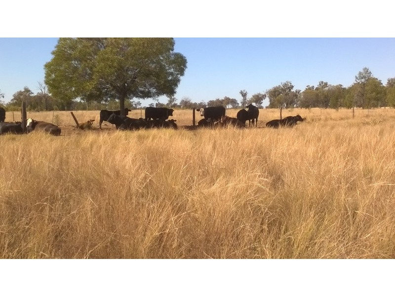 37 Goonalah Extention ROAD, Miles QLD 4415