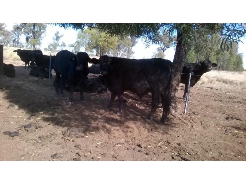 37 Goonalah Extention ROAD, Miles QLD 4415