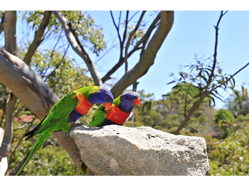 15 Narooma Place, Gymea Bay NSW 2227