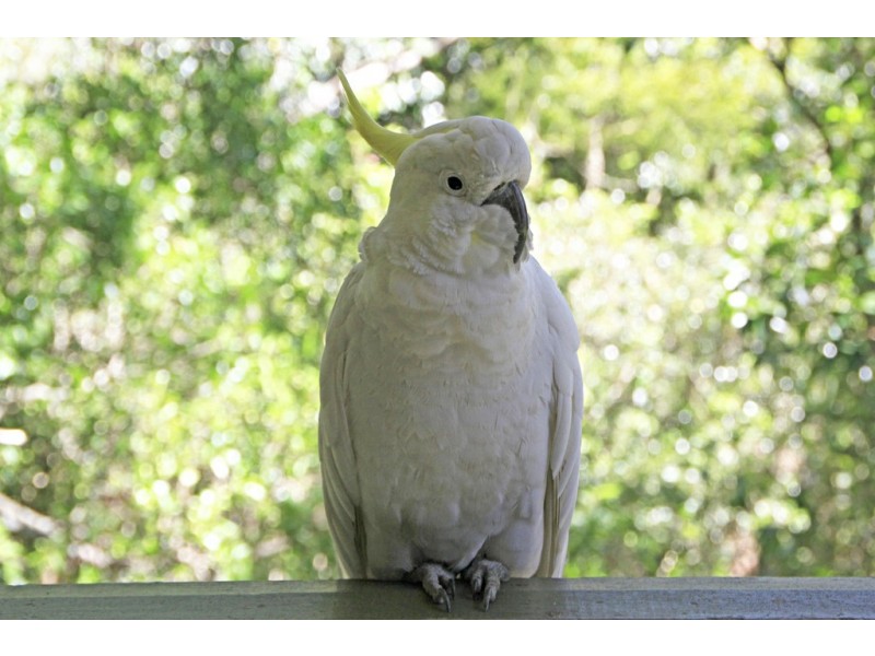 7 Kyogle Place, Grays Point NSW 2232