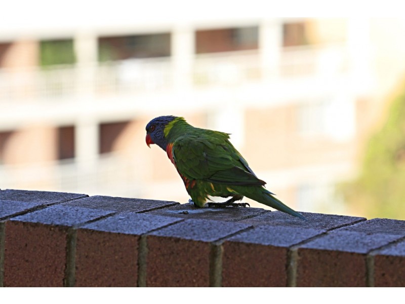 32/37-41 Belmont Street, Sutherland NSW 2232