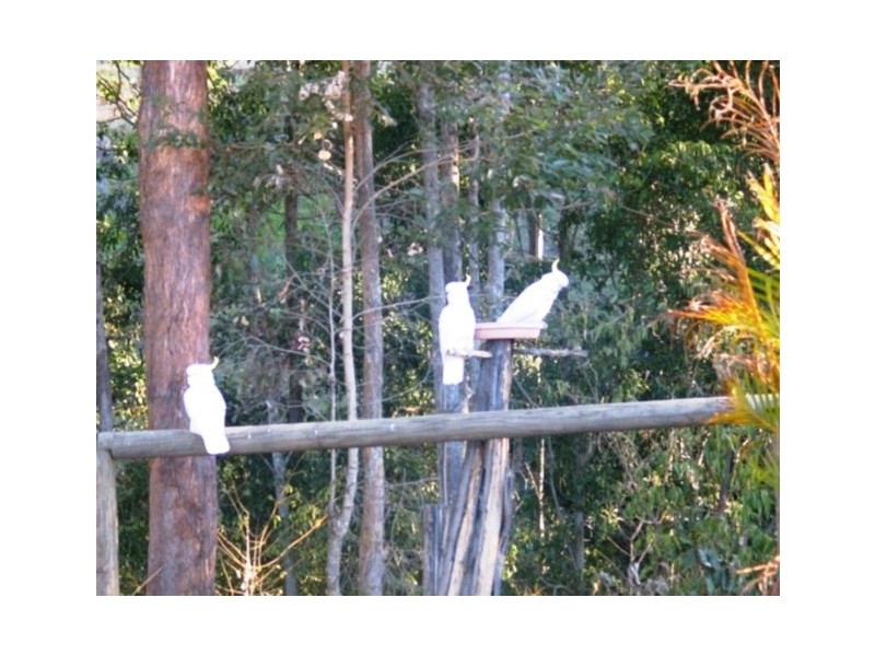Mount Nathan QLD 4211
