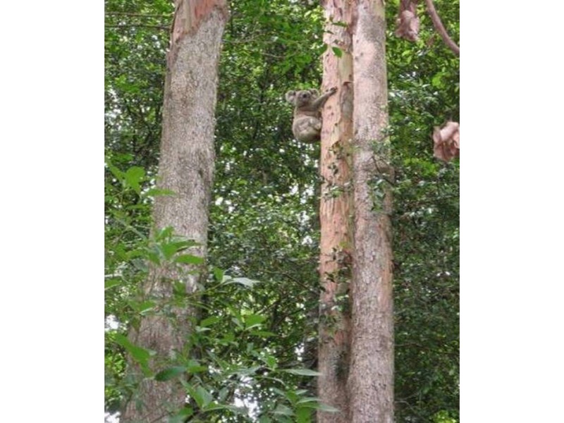 Mount Nathan QLD 4211