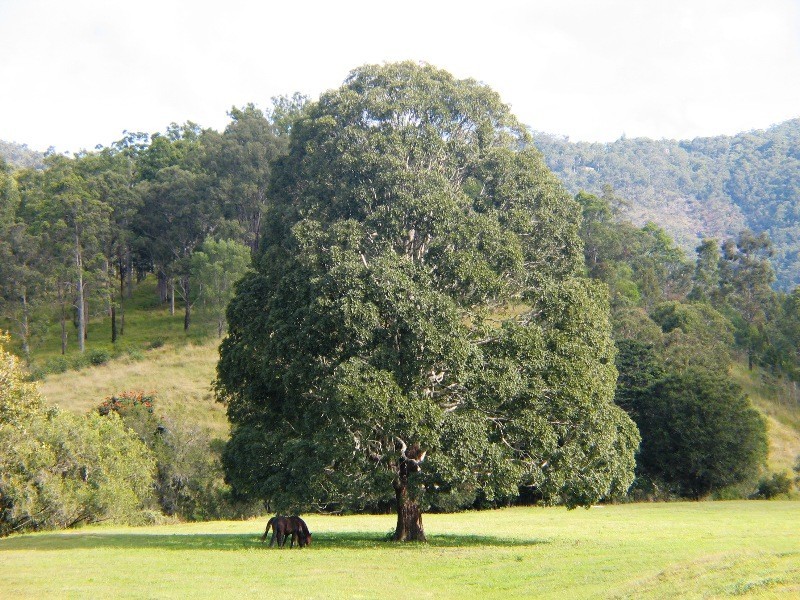 Guanaba QLD 4210