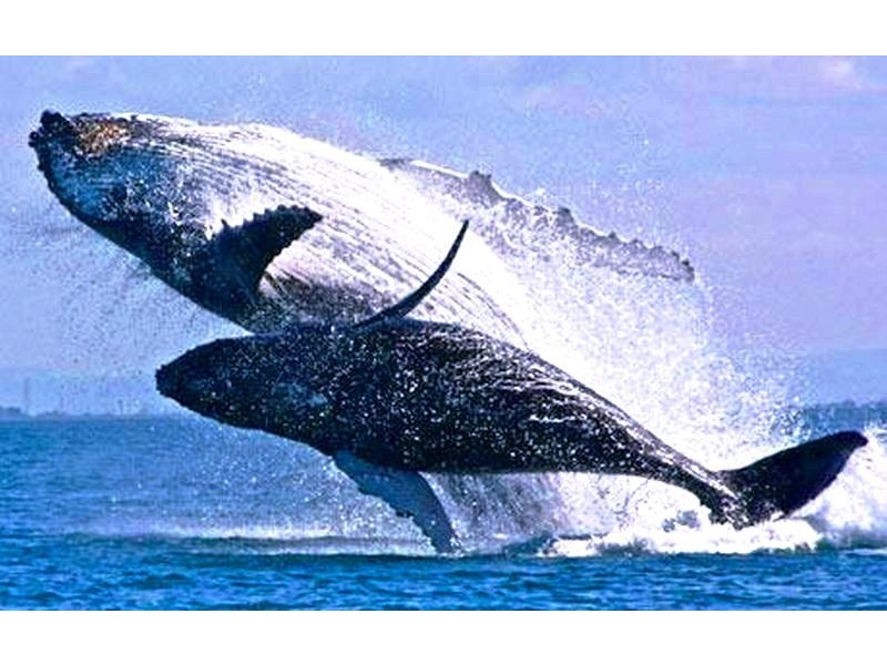 Unit 25202 3113 Surfers Paradise Boulevard, Surfers Paradise QLD 4217