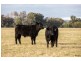 752 NEW ENGLAND HIGHWAY, Nemingha NSW 2340