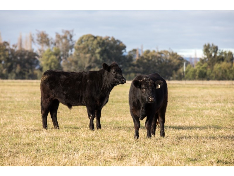 752 NEW ENGLAND HIGHWAY, Nemingha NSW 2340