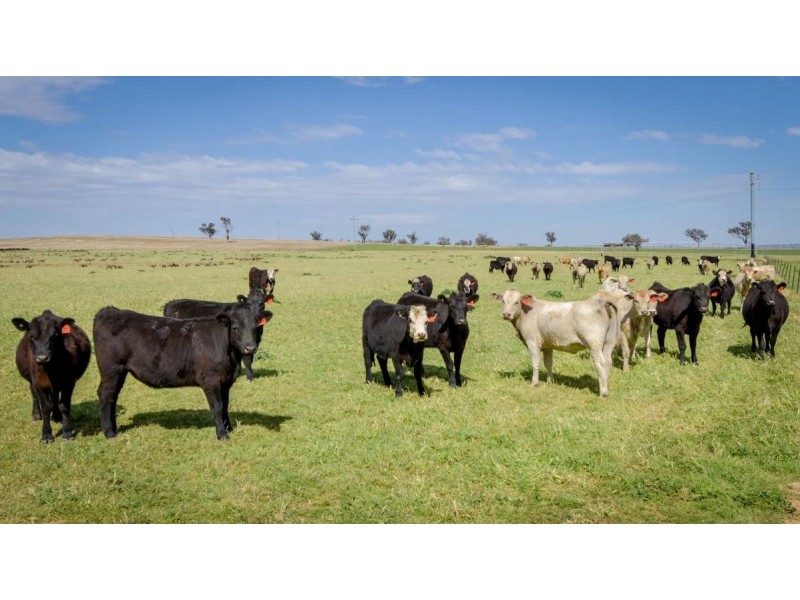 226 Evans Lane, Appleby NSW 2340