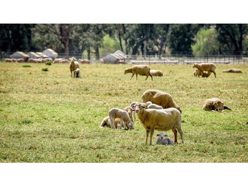 226 Evans Lane, Appleby NSW 2340