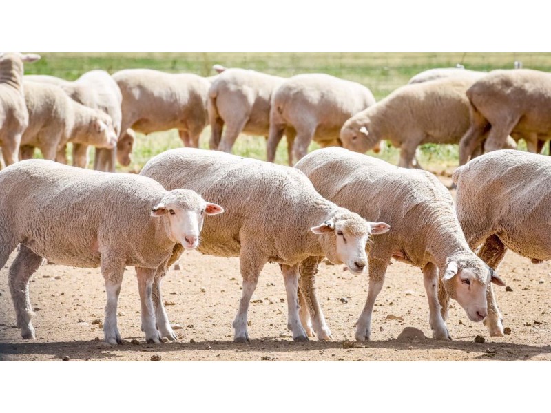 226 Evans Lane, Appleby NSW 2340