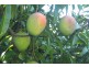 Upper Stone QLD 4850