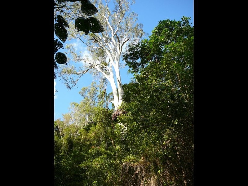 . Hawkins Creek, Hawkins Creek QLD 4850