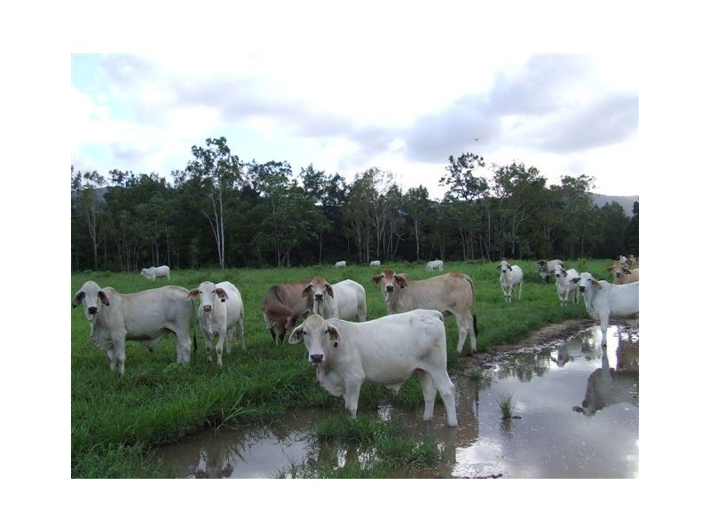 398 Mount Fox Road, Upper Stone QLD 4850