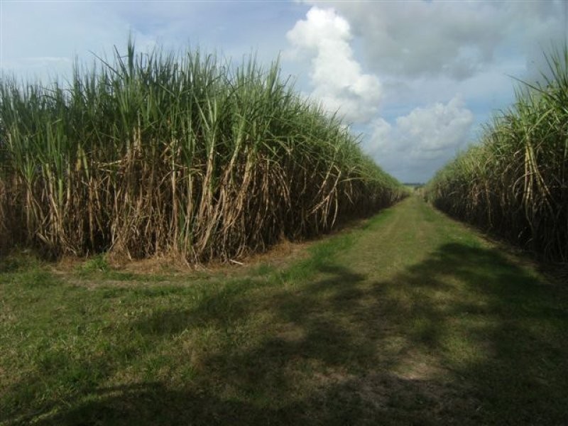 . Scotts Road, Lannercost QLD 4850