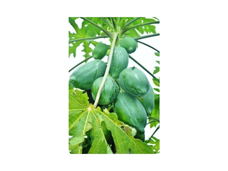 114 John Dory Street, Taylors Beach QLD 4850