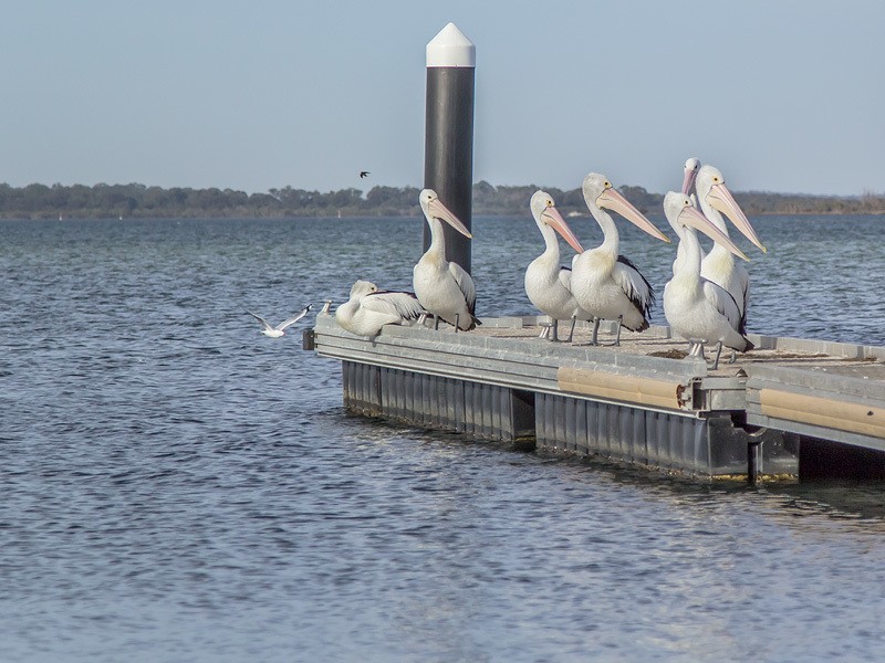 37 Janice Avenue, Falcon WA 6210