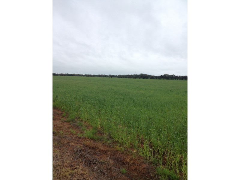 Farm 1045 Pine Drive, Coleambally NSW 2707