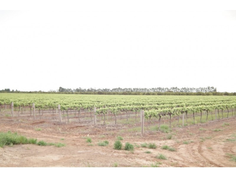 1355 Rodgers Road, Yenda NSW 2681