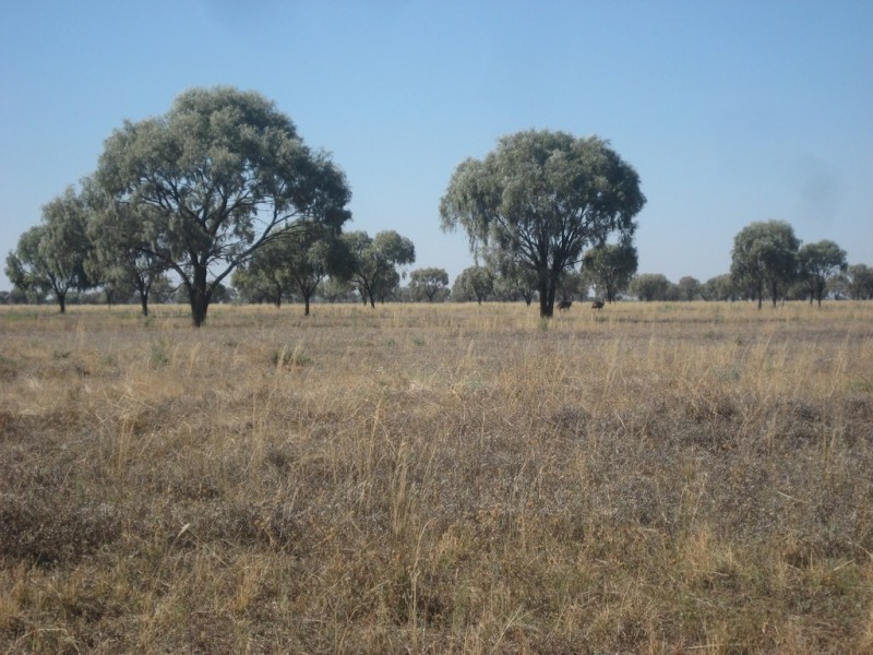 “Wilga” McKinley Road, Hillston NSW 2675