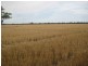 “Wilga” McKinley Road, Hillston NSW 2675