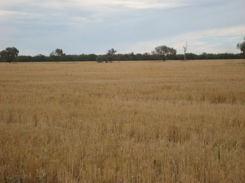 “Wilga” McKinley Road, Hillston NSW 2675