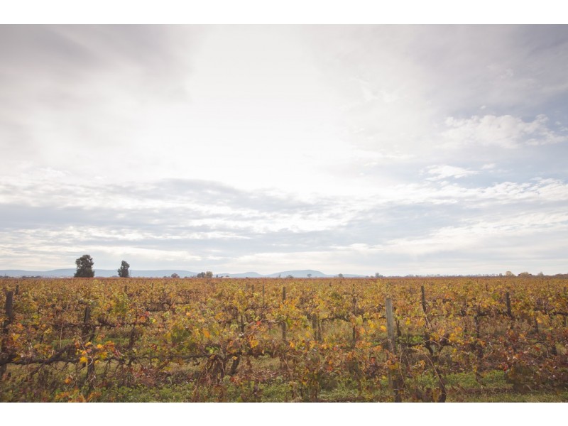 161 Whitton Road, Yenda NSW 2681