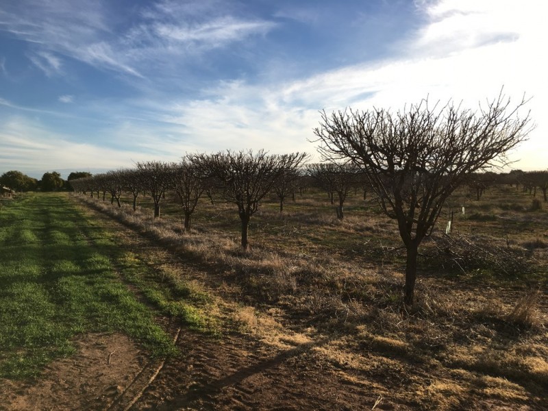 Farm 233 Ross Road, Yoogali NSW 2680