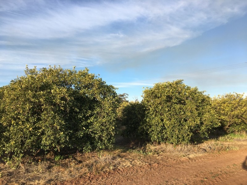 Farm 233 Ross Road, Yoogali NSW 2680