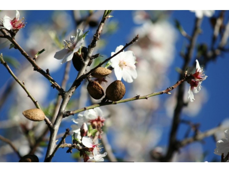 Farm 476 West Road, Nericon NSW 2680
