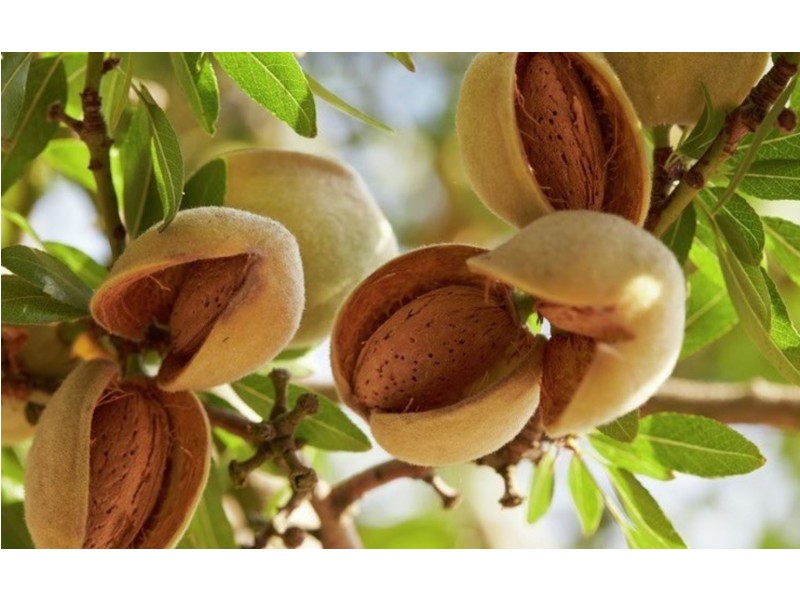 Farm 476 West Road, Nericon NSW 2680