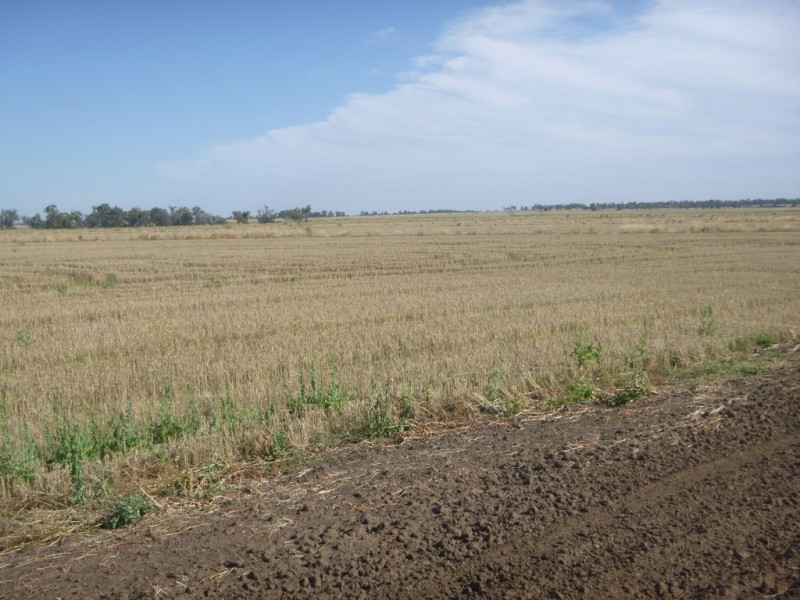 “Boree Downs” and “Waverley” Bringagee Road, Tabbita NSW 2652