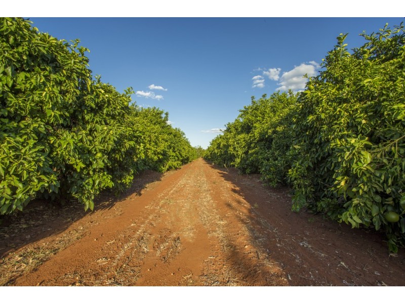 1183 Snaidero Road, Griffith NSW 2680