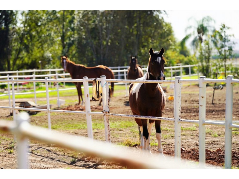 216 Boorga Road, Lake Wyangan NSW 2680