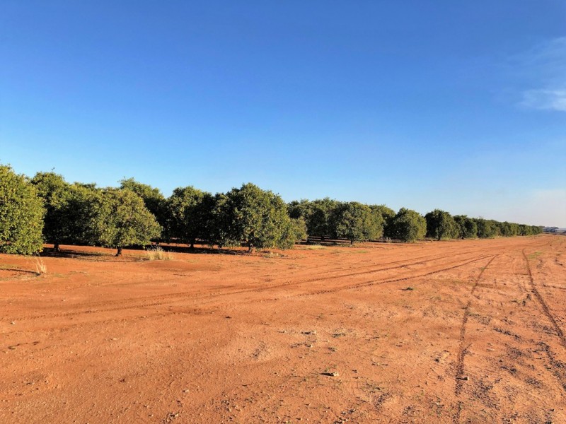 Farm 1685 Rankins Springs Road, Griffith NSW 2680