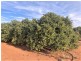 Farm 1685 Rankins Springs Road, Griffith NSW 2680