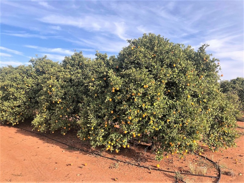 Farm 1685 Rankins Springs Road, Griffith NSW 2680