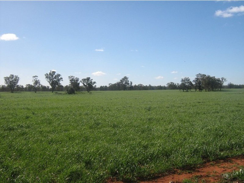 . “South Lancoona”, Hillston NSW 2675