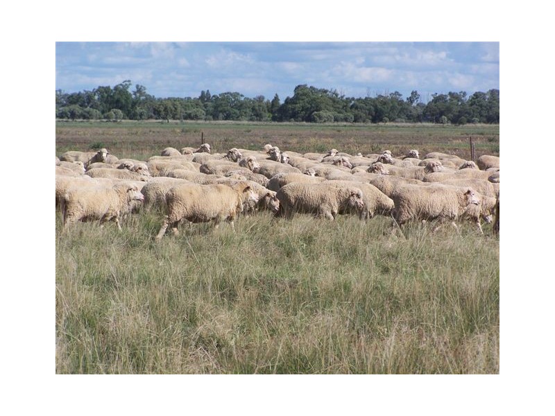 . NOONAMEENA and COLEAMBALLY STATIONS, Coleambally NSW 2707