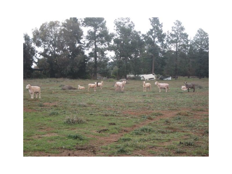Rankins Springs NSW 2669