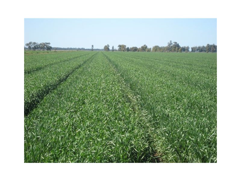 29A and 29B Clark Road, Benerembah NSW 2680