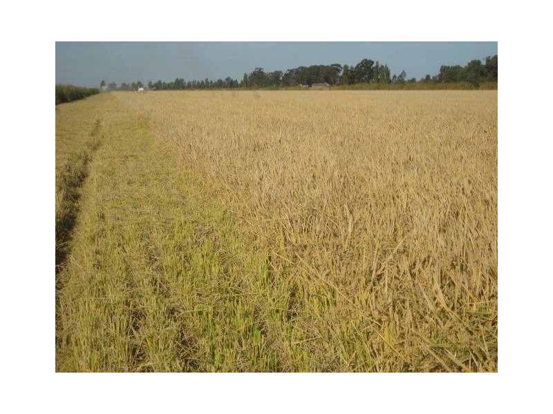 29A and 29B Clark Road, Benerembah NSW 2680