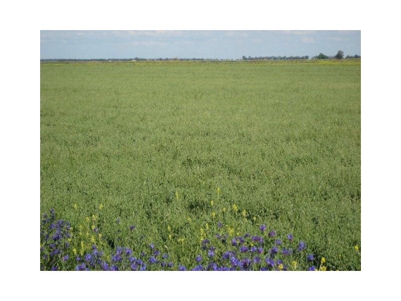 Farm 15F McNamara Road, Benerembah NSW 2680