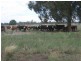 . “Montrose” Weja, Ungarie NSW 2669