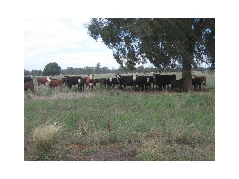 . “Montrose” Weja, Ungarie NSW 2669