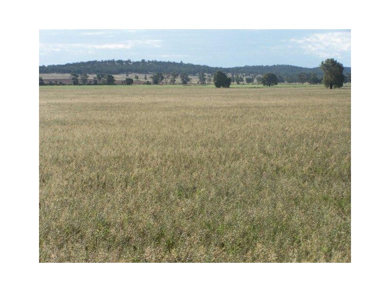 . “Montrose” Weja, Ungarie NSW 2669