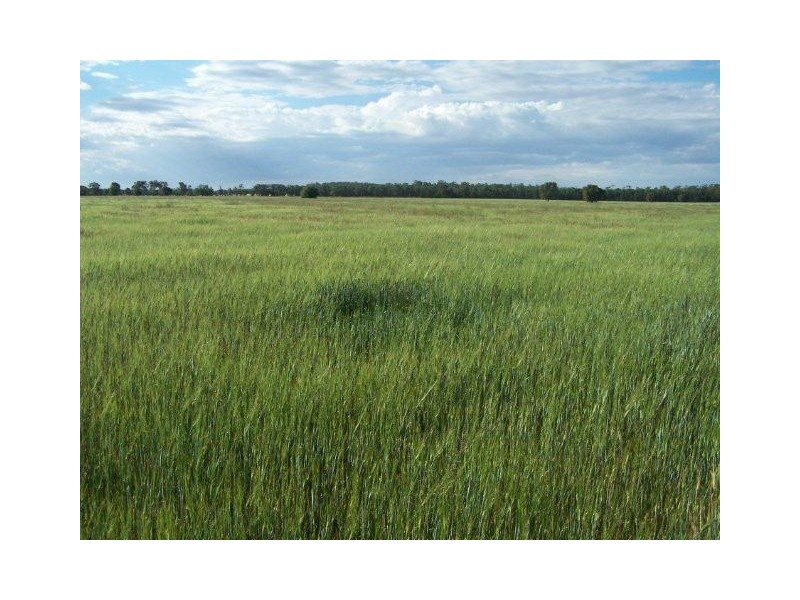 . “Montrose” Weja, Ungarie NSW 2669