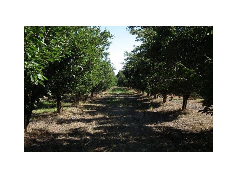 Farm 137 Ben Martin Road, Hanwood NSW 2680