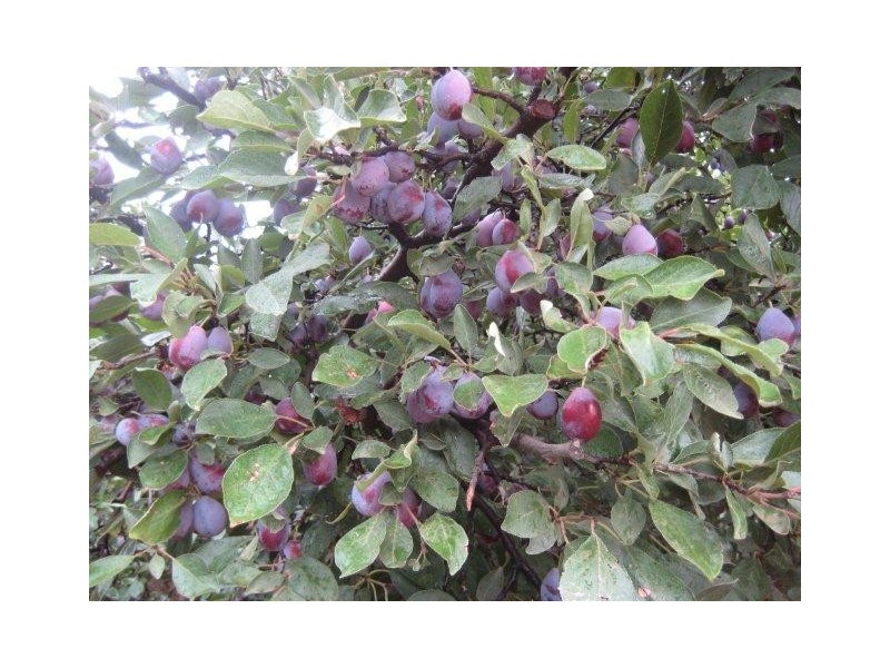 Farm 137 Ben Martin Road, Hanwood NSW 2680