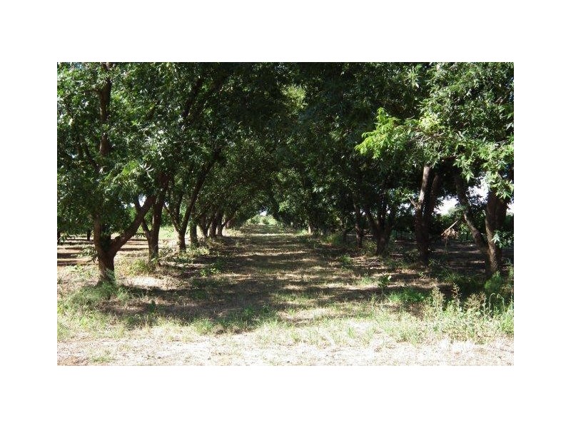 Farm 137 Ben Martin Road, Hanwood NSW 2680