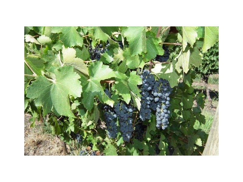 Farm 137 Ben Martin Road, Hanwood NSW 2680